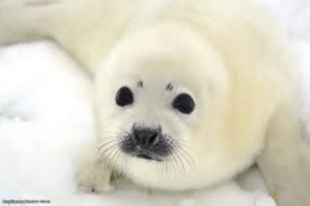 seal the deal | made w/ Imgflip meme maker