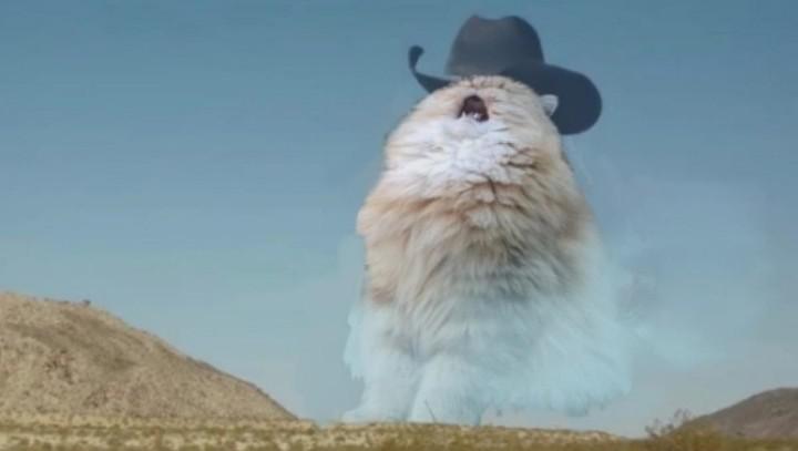 Screaming Cowboy Cat Blank Meme Template