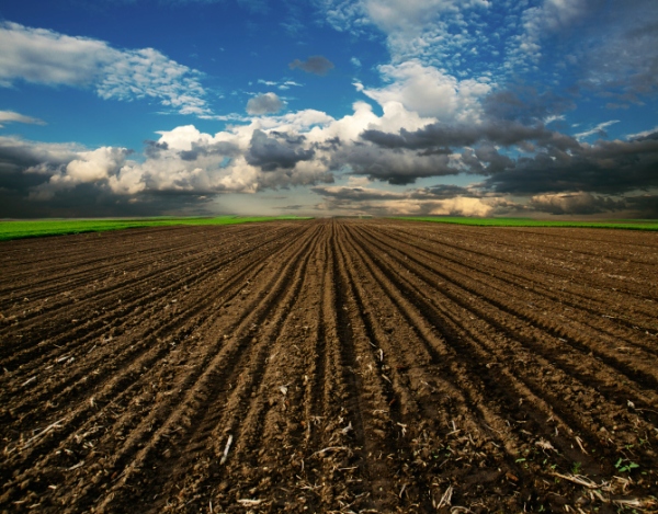 Fields Blank Meme Template