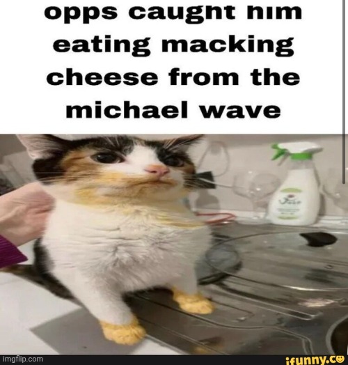 You see, it's funny because the ifunny watermark | image tagged in macking cheese cat | made w/ Imgflip meme maker