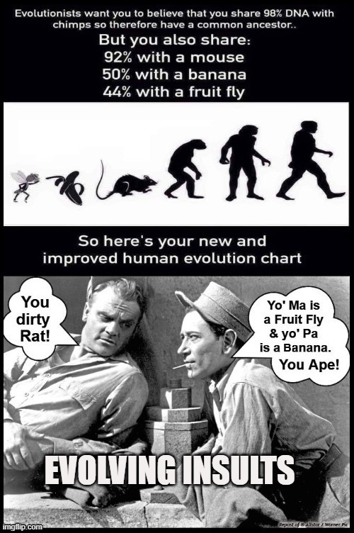 Evolving Insults | EVOLVING INSULTS | image tagged in evolution | made w/ Imgflip meme maker