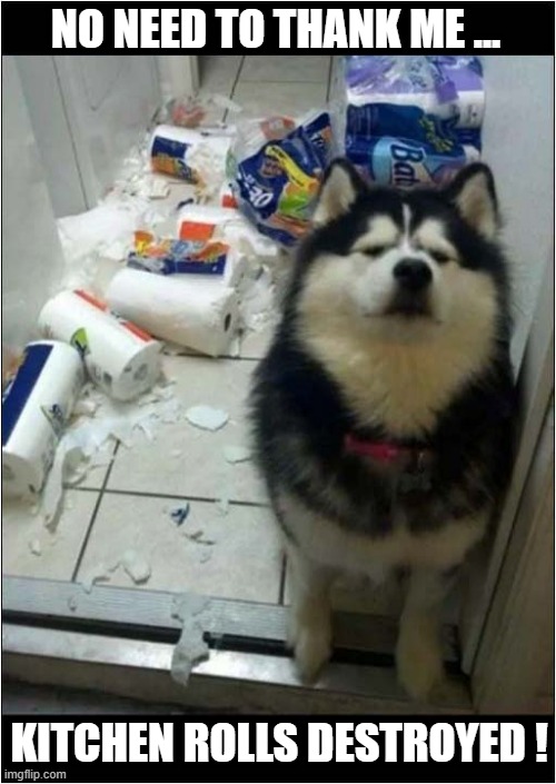 They Looked Like They Were Up To Something | NO NEED TO THANK ME ... KITCHEN ROLLS DESTROYED ! | image tagged in dogs,husky,kitchen rolls,destroyed | made w/ Imgflip meme maker