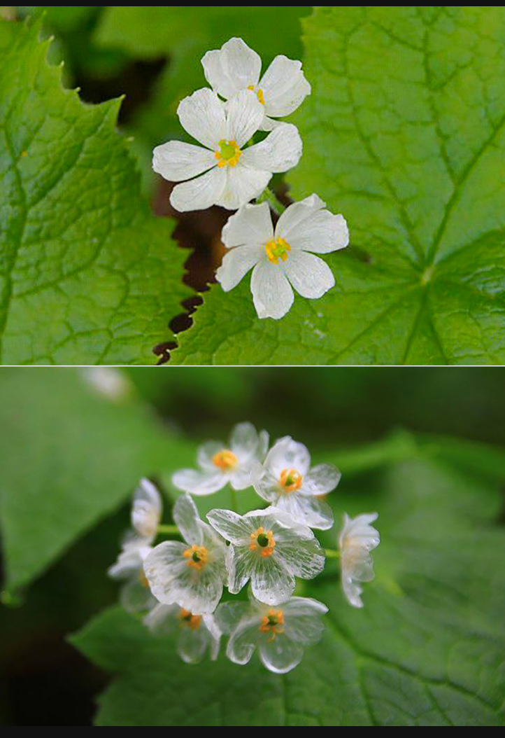 Skeleton flower Blank Meme Template