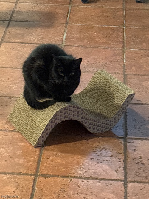 Look at my cat | made w/ Imgflip meme maker