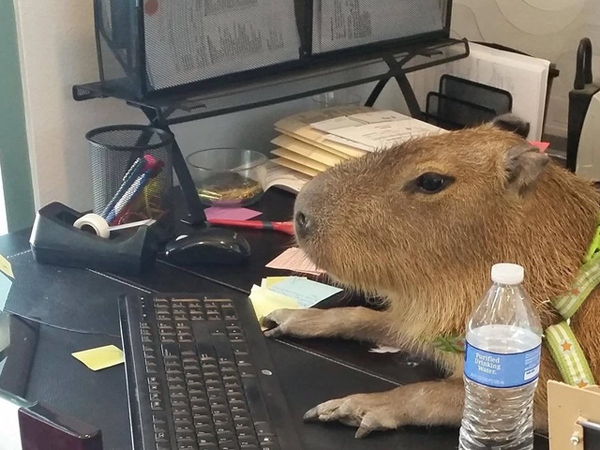 Capivara no computador Blank Meme Template