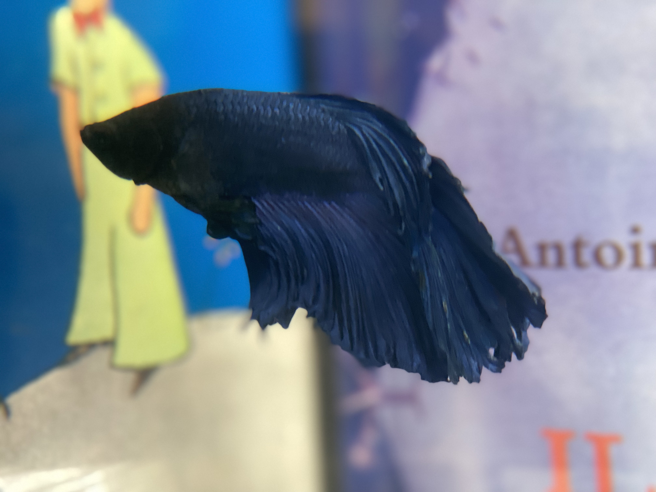 High Quality Prince the Betta Blank Meme Template