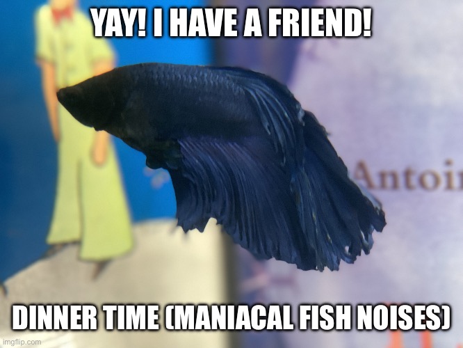 Betta Fish Drama | YAY! I HAVE A FRIEND! DINNER TIME (MANIACAL FISH NOISES) | image tagged in prince the betta | made w/ Imgflip meme maker