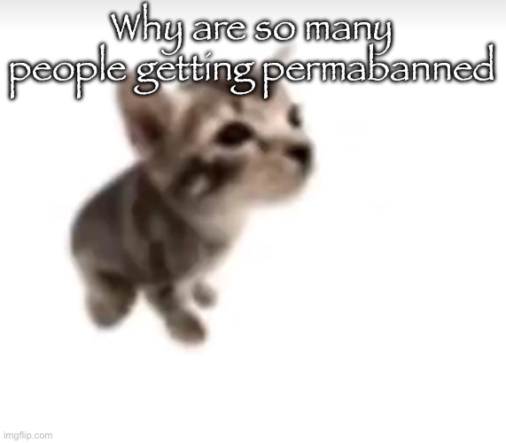 Chrono and cheez have both been permabanned :( | Why are so many people getting permabanned | image tagged in el gatito | made w/ Imgflip meme maker