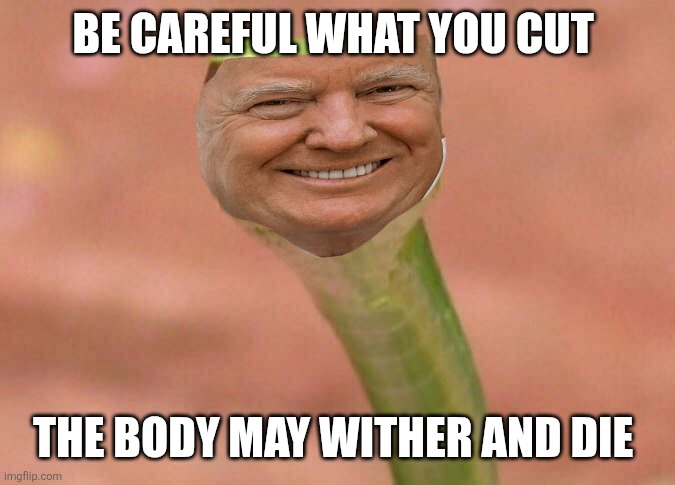 Skeptical snake | BE CAREFUL WHAT YOU CUT THE BODY MAY WITHER AND DIE | image tagged in skeptical snake | made w/ Imgflip meme maker