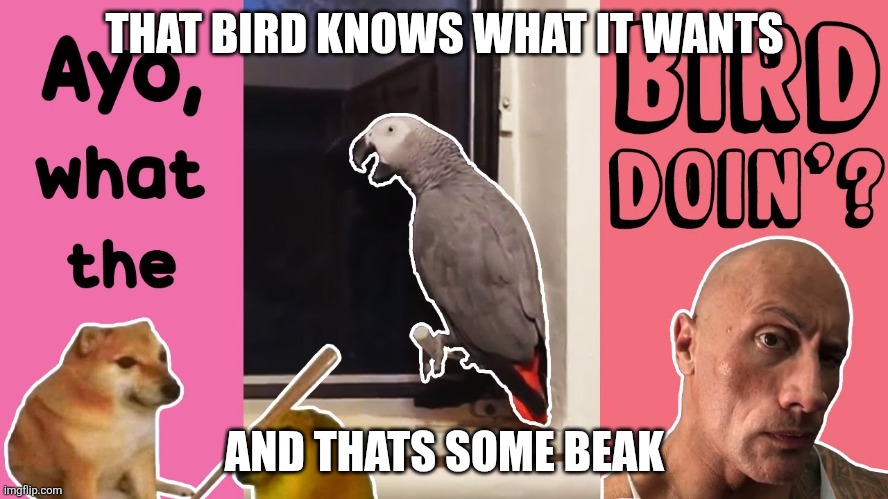 Suck Bird | THAT BIRD KNOWS WHAT IT WANTS; AND THATS SOME BEAK | image tagged in suck bird | made w/ Imgflip meme maker