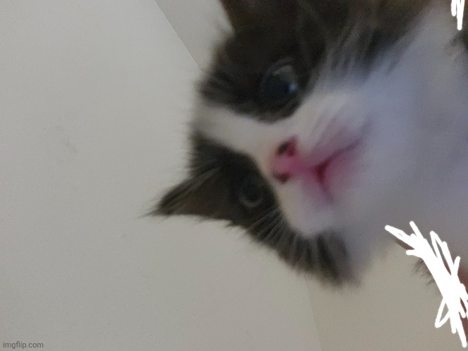 My cat took this picture himself | made w/ Imgflip meme maker