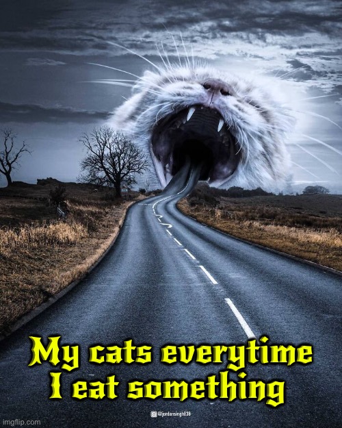 Everytime I Eat Something | My cats everytime I eat something | image tagged in cats,funny cats,eating,begging,surrealism,photoshop | made w/ Imgflip meme maker
