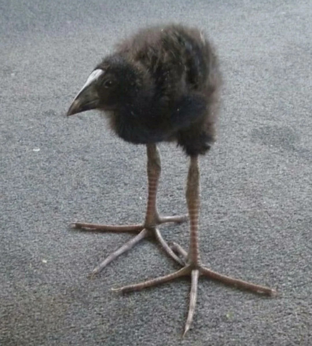 Pukeko chick Blank Meme Template