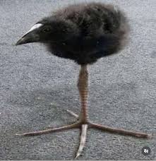 Tripod Bird Blank Meme Template