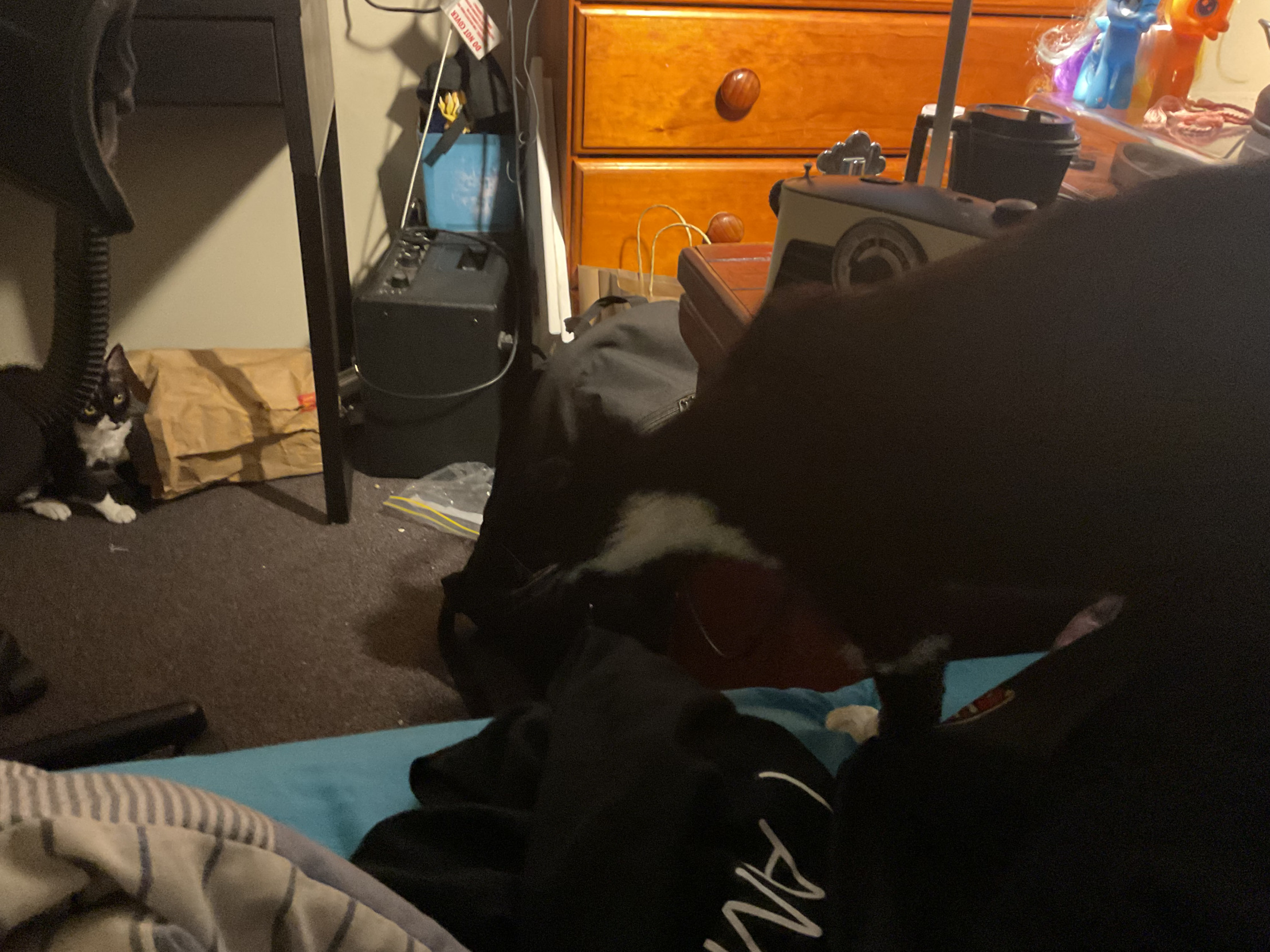 High Quality Two cats Blank Meme Template
