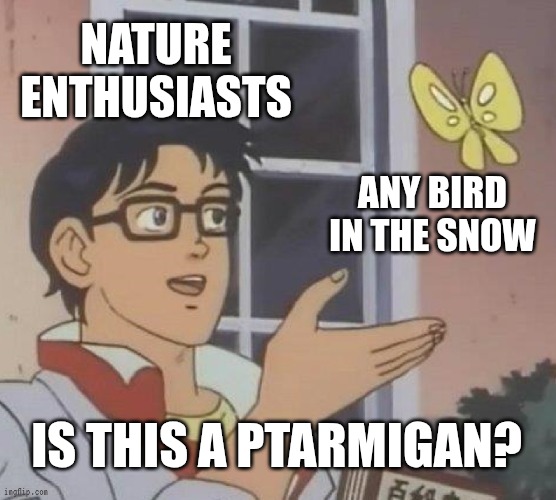 Is This A Pigeon Meme | NATURE ENTHUSIASTS; ANY BIRD IN THE SNOW; IS THIS A PTARMIGAN? | image tagged in memes,is this a pigeon | made w/ Imgflip meme maker