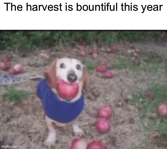 Dog with apple | The harvest is bountiful this year | made w/ Imgflip meme maker