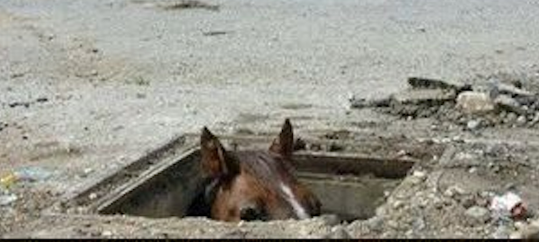 Peeking Horse Blank Meme Template