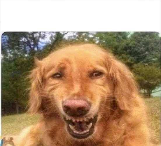 Laughing Dog Blank Meme Template