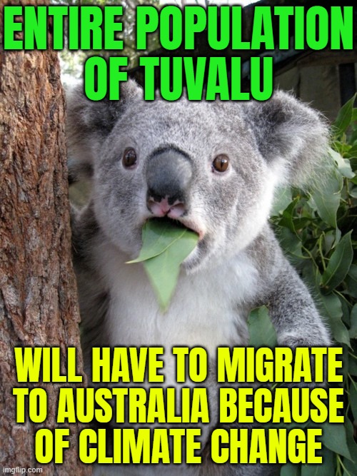 Tuvalu Becomes First Country To Relocate An Entire Nation Due To Climate Change | ENTIRE POPULATION
OF TUVALU; WILL HAVE TO MIGRATE
TO AUSTRALIA BECAUSE
OF CLIMATE CHANGE | image tagged in shocked koala,pacific,climate change,environment,disaster,australia | made w/ Imgflip meme maker