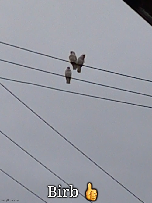 Birb ? | Birb 👍 | image tagged in birb | made w/ Imgflip meme maker