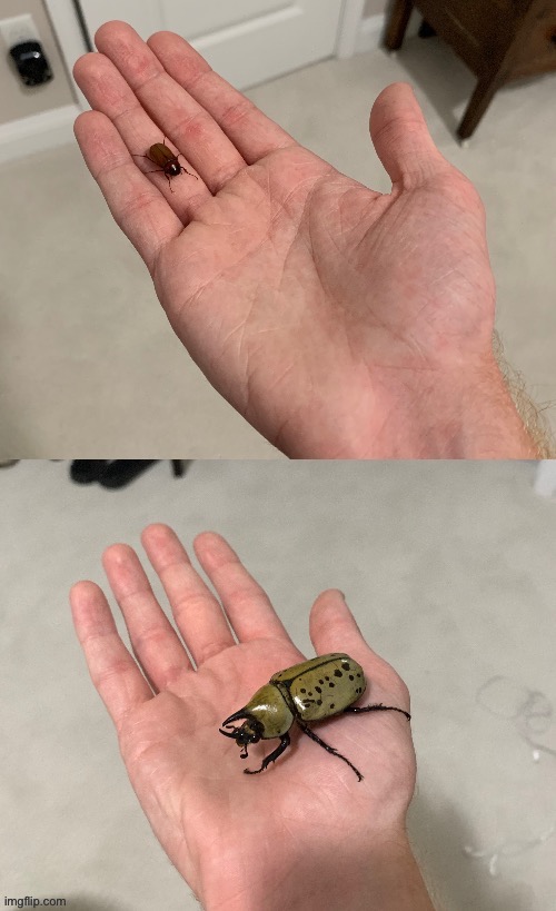 June beetle vs Hercules beetle | made w/ Imgflip meme maker