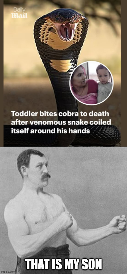 Toddler bites cobra to death | THAT IS MY SON | image tagged in strongman,snake,angry toddler,toddler | made w/ Imgflip meme maker