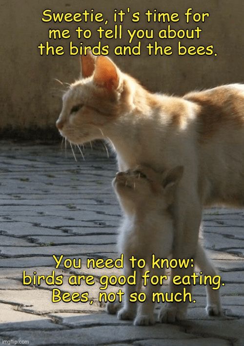 Cat life lessons… | image tagged in cats,birds and bees | made w/ Imgflip meme maker