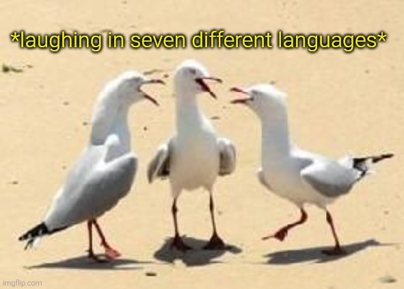laughing seagulls | *laughing in seven different languages* | image tagged in laughing seagulls | made w/ Imgflip meme maker