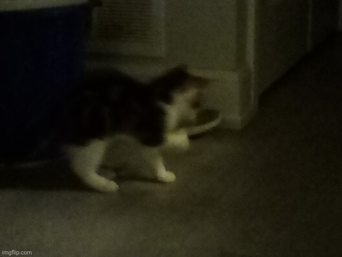 Chat this is the cat my mom saved. His names bowie | made w/ Imgflip meme maker