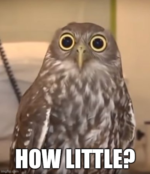 HOW LITTLE? | image tagged in owl-big-eyes | made w/ Imgflip meme maker