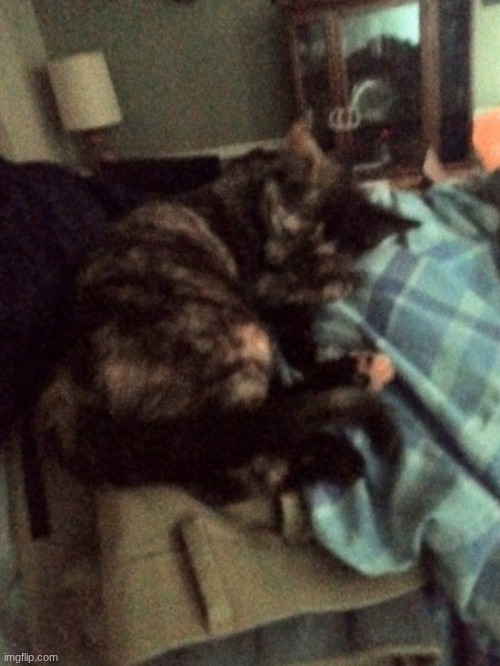 I have achieved cat parent | made w/ Imgflip meme maker