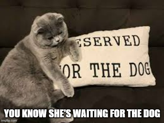 You know the cat is waiting for the dog.  - funny - | YOU KNOW SHE'S WAITING FOR THE DOG | image tagged in cats,funny,kittens,humor,dogs,pillow | made w/ Imgflip meme maker