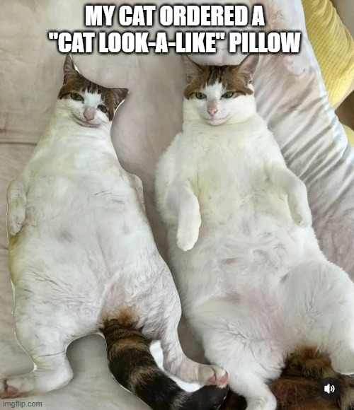 Somehow, my cat ordered a look-a-like pillow.  - funny - | MY CAT ORDERED A "CAT LOOK-A-LIKE" PILLOW | image tagged in cats,funny,kittens,humor,pillow | made w/ Imgflip meme maker
