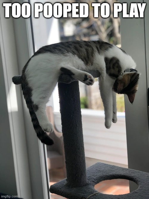 This cat is "too pooped to play".  - funny - | TOO POOPED TO PLAY | image tagged in cats,funny,kittens,humor,play,tired | made w/ Imgflip meme maker