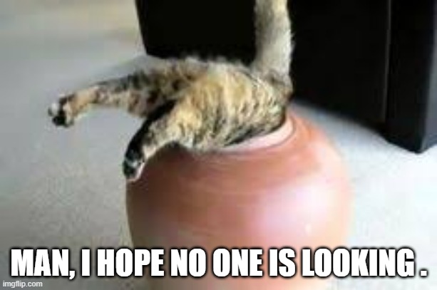This cat is hoping that nobody is looking.  - funny - | MAN, I HOPE NO ONE IS LOOKING . | image tagged in cats,funny,kittens,humor,stuck,embarrassed | made w/ Imgflip meme maker