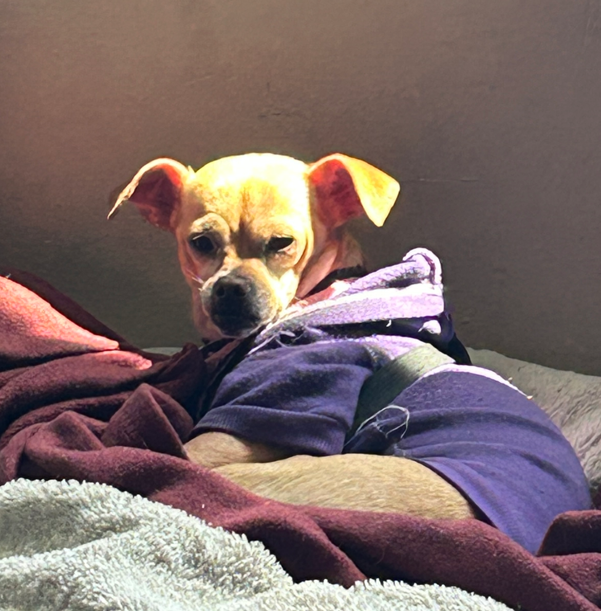 Dog Blank Meme Template
