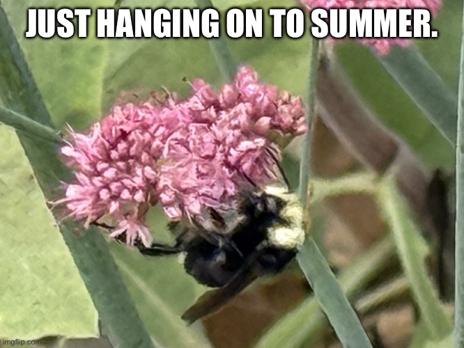 Teacher Memes | JUST HANGING ON TO SUMMER. | image tagged in teacher memes | made w/ Imgflip meme maker