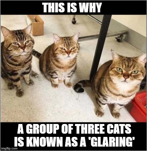 How 'Group Names' Are Decided | THIS IS WHY; A GROUP OF THREE CATS IS KNOWN AS A 'GLARING' | image tagged in cats,group names,glaring | made w/ Imgflip meme maker