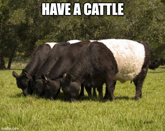 oreo cattle | HAVE A CATTLE | image tagged in oreo cattle | made w/ Imgflip meme maker