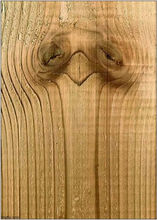 How High Was That Ostrich To Leave An Impression On The Floor | image tagged in ostrich,high,impression,floor boads | made w/ Imgflip meme maker