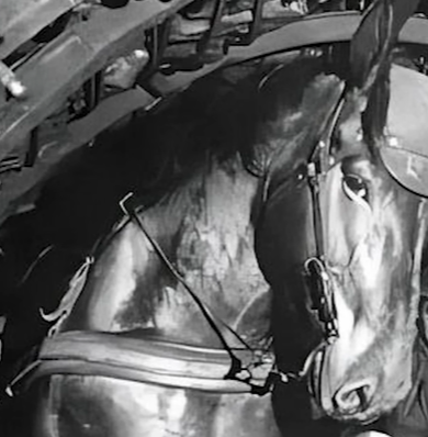 side eye horse Blank Meme Template