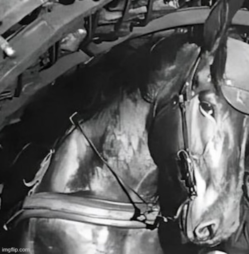 side eye horse | image tagged in side eye horse | made w/ Imgflip meme maker
