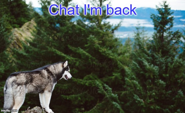 STart posting here | Chat I'm back | image tagged in husky | made w/ Imgflip meme maker