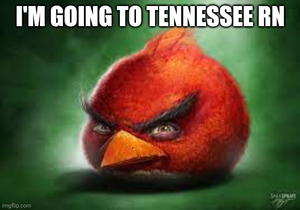 Realistic Red Angry Birds | I'M GOING TO TENNESSEE RN | image tagged in realistic red angry birds | made w/ Imgflip meme maker