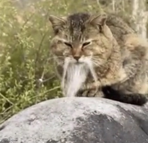 “long before time had a name” ahh cat | made w/ Imgflip meme maker
