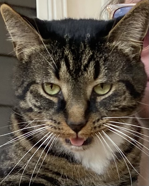 Buddy the Cat Blank Meme Template