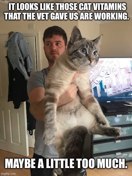 He’s a growing boy… | IT LOOKS LIKE THOSE CAT VITAMINS THAT THE VET GAVE US ARE WORKING. MAYBE A LITTLE TOO MUCH. | image tagged in cats,growing boy,cat vitamins | made w/ Imgflip meme maker