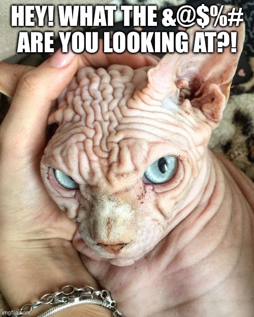 If looks could kill… | HEY! WHAT THE &@$%# ARE YOU LOOKING AT?! | image tagged in cats,mad cat,wrinkles,what are you looking at | made w/ Imgflip meme maker