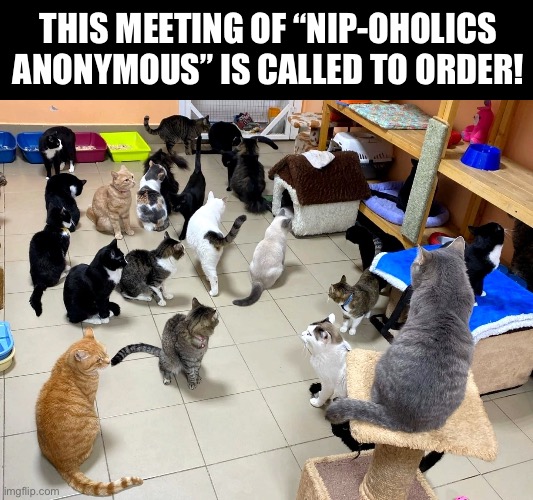 Who are they trying to fool… | THIS MEETING OF “NIP-OHOLICS ANONYMOUS” IS CALLED TO ORDER! | image tagged in cats,meeting,catnip,nipoholics anonymous | made w/ Imgflip meme maker